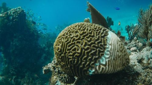 中国最新ニュース 腐敗する海洋生物からのガス:沿岸空気の質への影響と空気浄化器の役割