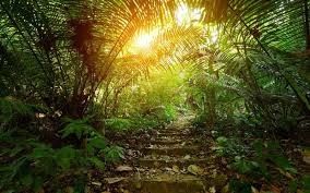 中国最新ニュース 熱帯 熱帯 熱帯 雨林 の 湿原 の 分解: 空気 の 質 に 対する その 影響 と 空気 浄化 器 の 役割 を 理解 する